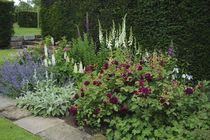 Shrub roses in the mixed border