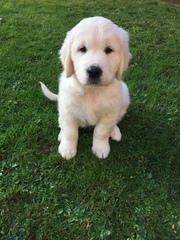 Puppy pictures!!