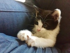Show me your pussy!