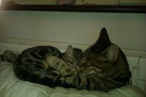I don't feel like I can cope without my boy.