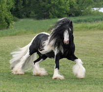 What should I be paying for this cob?!
