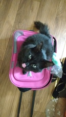 She keeps getting in my suitcase