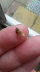 Bunny ear wax sporn.