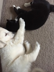 Puppy pictures!!