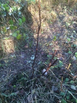 Allotment/Veg Patch - Thread 7 - The Harvesters Arms