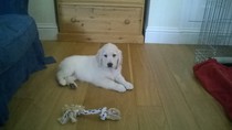 Puppy pictures!!