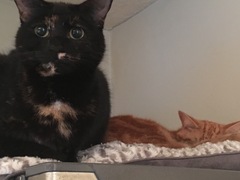 Show me your pussy!