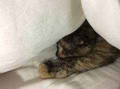 What's your cat doing right now? Pics!