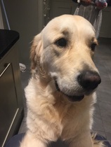 Ive had a golden retriever puppy 4 days....and changed my mind