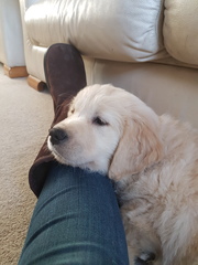 New pup has landed