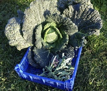 Allotment/Veg Patch - Thread 7 - The Harvesters Arms