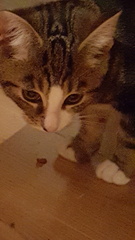 Kittens after a 10 year gap.