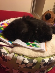 Cat beds