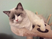 Indoor cat-ragdoll, Maine coon or other?