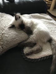 Indoor cat-ragdoll, Maine coon or other?