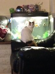 What's your cat doing right now? Pics!