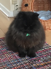 Anyone got Persians? Tell me about them.