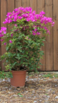 Pink flowering tree/bush