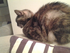 What's your cat doing right now? Pics!