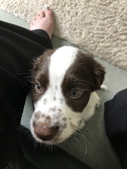 Is it possible to be broody for a puppy?