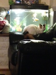 What's your cat doing right now? Pics!