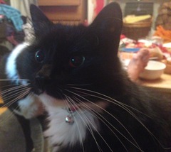 What's your cat doing right now? Pics!