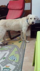 10mo dog coming this evening - panicking slightly! Any advice gratefully accepted!