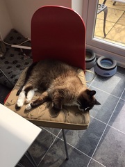 How many cats do you have?