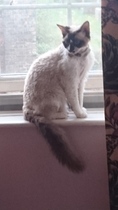 Amazing tails
