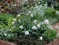 Shrub roses in the mixed border