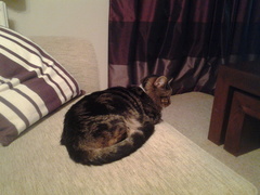 What's your cat doing right now? Pics!