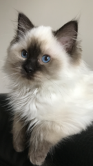 Indoor cat