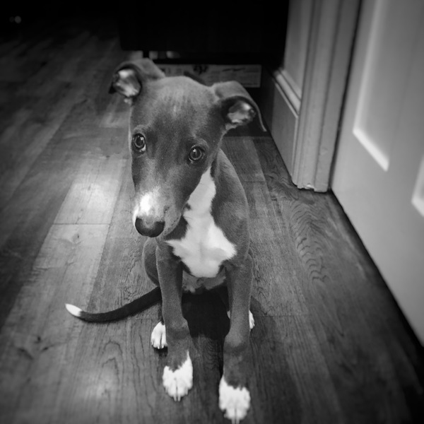 What's special about your breed of dog?