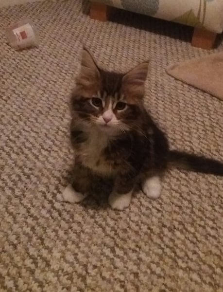 How old were your kittens when the breeder let them go?
