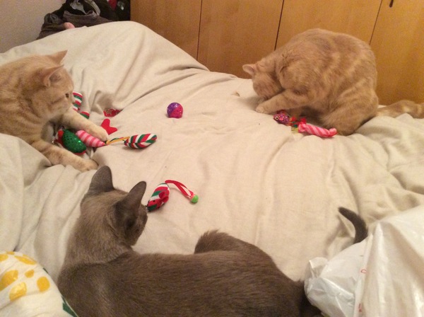 To have kicked the cat out on Xmas eve?