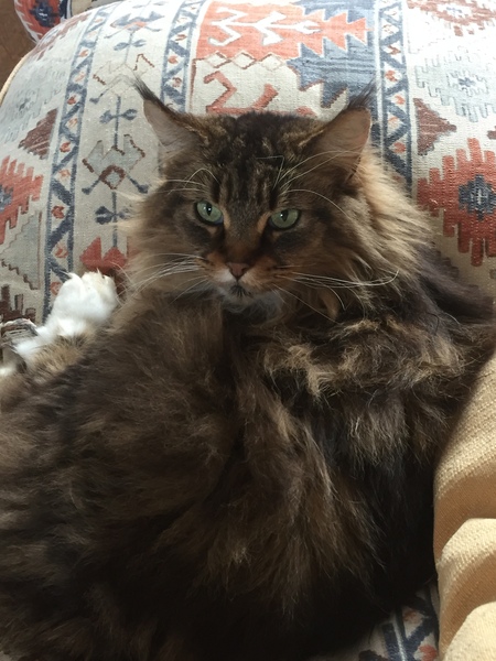 How big is your biggest cat?