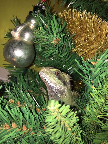 My cat matches my Christmas tree