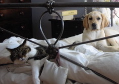 Re-homing my beloved ZombieCats™