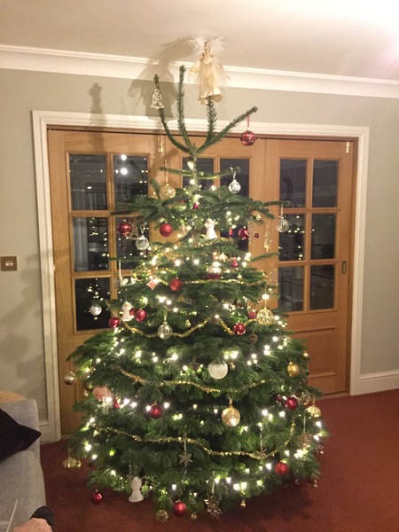 Show Us Your TREES!