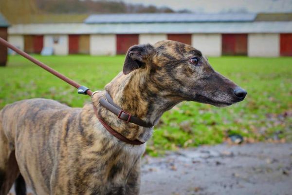 We just reserved a greyhound!