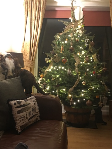 Show Us Your TREES!