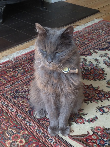 My Maine Coon is 19!!  Any other older big cats out there?