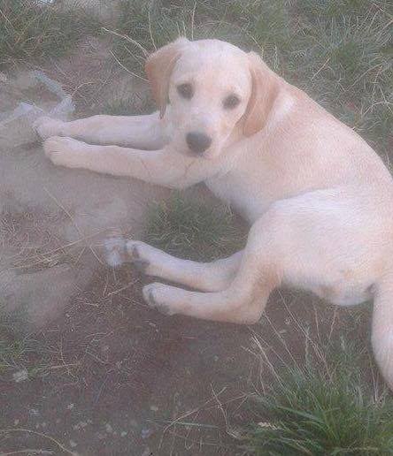 Why are Labradors so expensive? Would get a rescue, but we already have a cat....