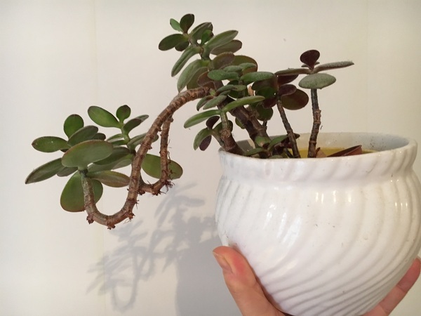 My plant