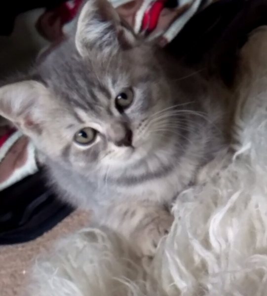 New Kitten (with picture!)