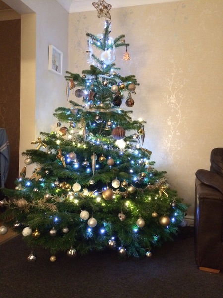 Show Us Your TREES!