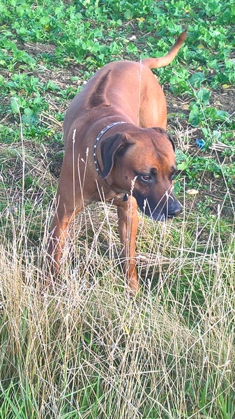 What's special about your breed of dog?