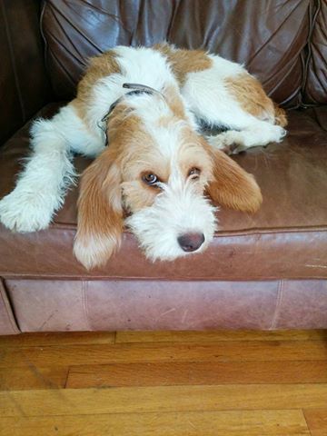 Thinking of getting a puppy......