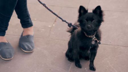 What breed is this dog? (pic)
