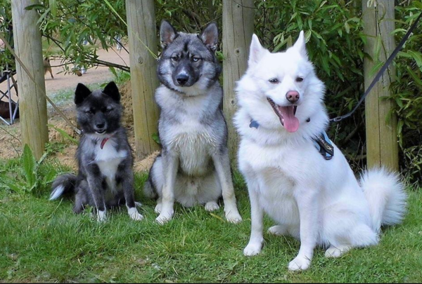 Does this breed exist?